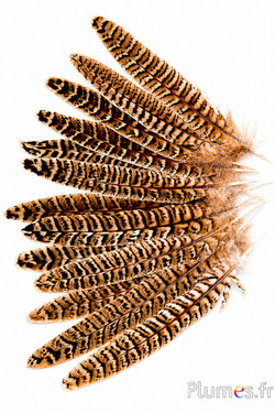 Feldfasan - 17-20 cm - natur